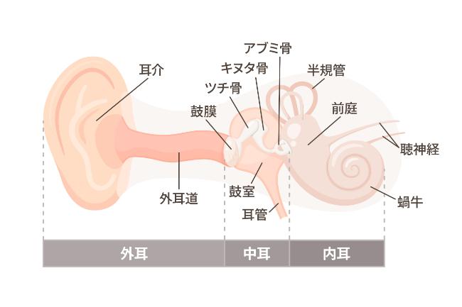 みみの仕組み